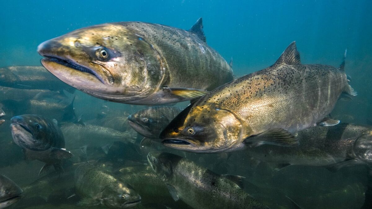 which western province is famous for its salmon